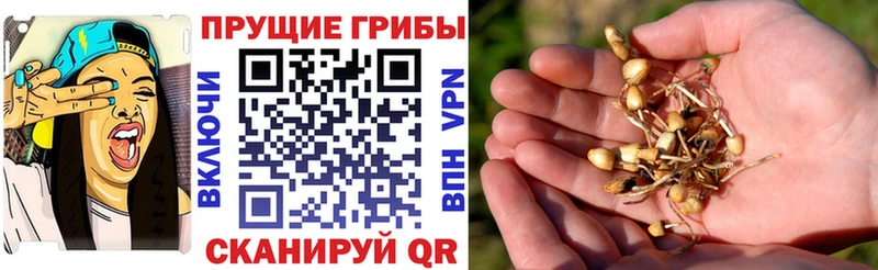 Псилоцибиновые грибы ЛСД  Буй 